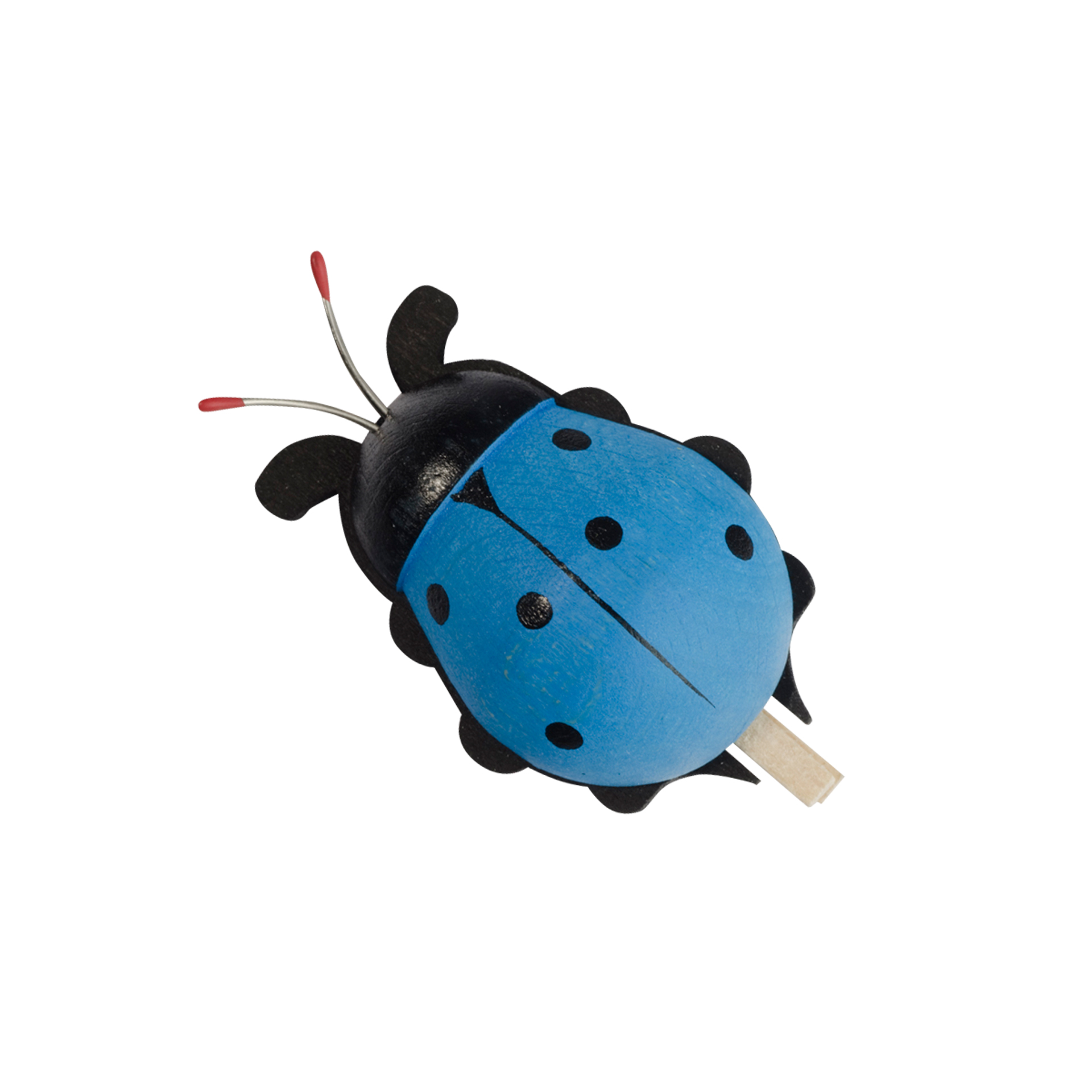 Baumclipser Käfer, blau